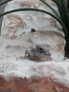 3 Skorpionschwanzgeckos abzugeben