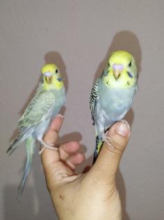 2 super zahm Wellensittiche Rainbow Wellis Vögel handzahm 3 Mona