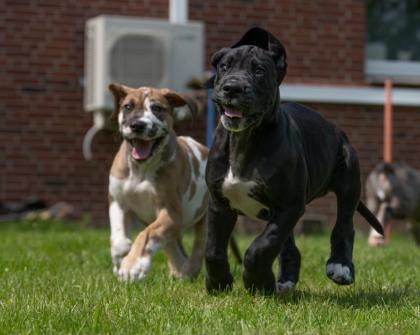 Wunderschöne schwarzes Deutsche Doggen Mädchen geb. 17. 03. 2023