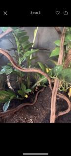 Terrarium für Echsen Chamäleon etc