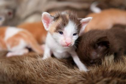 Ein bunter Haufen Orientalischer Kurzhaar Kitten von der zauberhaften Olivia chocolate Tricolour