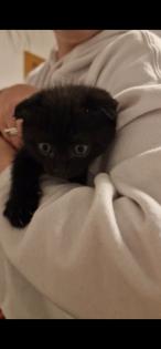 Britisch Kurzhaar Kitten