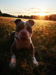 Old englisch Bulldog Rüde