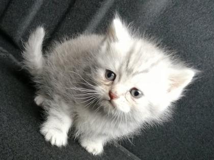 British Kurzhaar Kitten Blue Golden Tabby