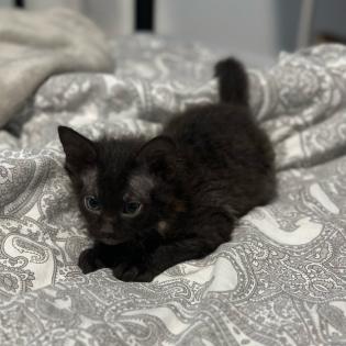 Don- Canadian Sphynx/ Sphinx Kitten