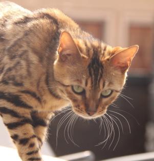 Wunderschöne Bengal Kitten Mini Leoparden