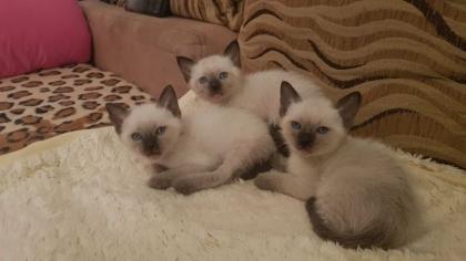 2 Siam Seal Point Mänchen zu Verkaufen