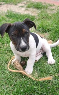 Jack Russel Welpen zuverkaufen