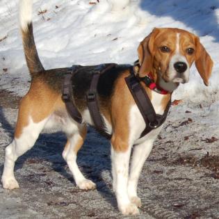 ARCHIE BOY - Beagle - 9 Monate - Tierhilfe-Franken e. V.