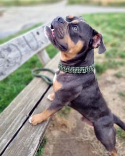 Deckrüde Old English Bulldog Bruno von Baden 5 Jahre