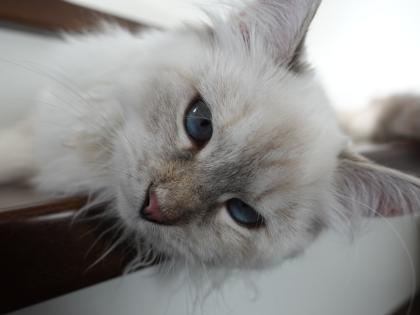 Suche reinrassigen Deckkater mit Papieren Neva oder Sibirer NEV / SIB