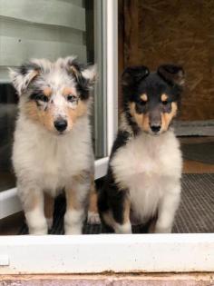Collie - Australien Shepherd Kreuzung Welpen aus Assistenzhunden