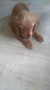 Welpe Cocker Spaniel