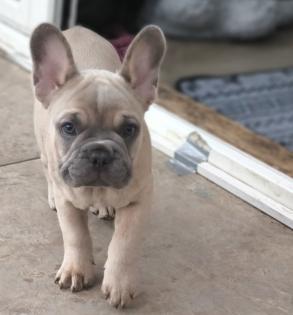 Französische Bulldogge mit Ahnentafel freiatmend und sportlich