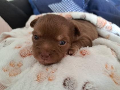 Chihuahua Mädchen abzugeben