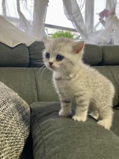 Bkh Kitten British kurhaar Kitten