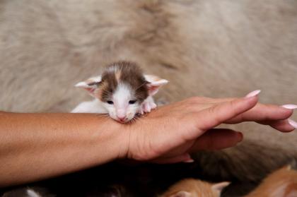 Ein bunter Haufen Orientalischer Kurzhaar Kitten von der zauberhaften Olivia chocolate Tricolour