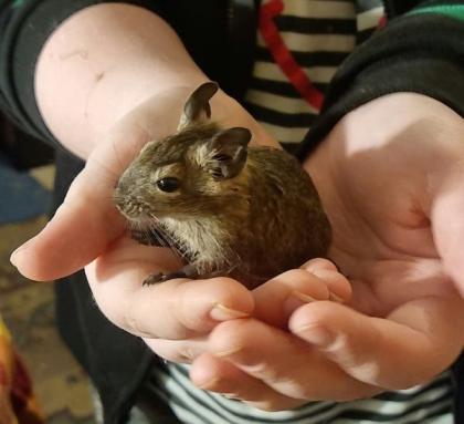 Degu Jungtiere abzugeben