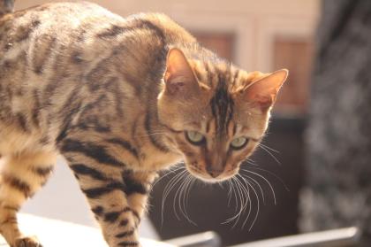 Wunderschöne Bengal Kitten Mini Leoparden