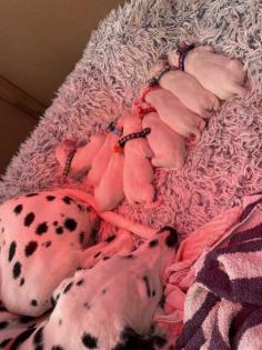 Dalmatiner Welpen sind da