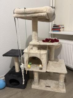 BKH Kitten weiblich grau-getigert mit Zubehör