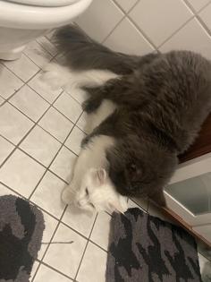 Mainecoon reinrassig