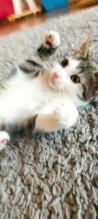 Reizendeste Katzenbabys.