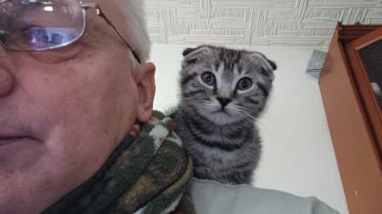 Bkh kitten reinrassig