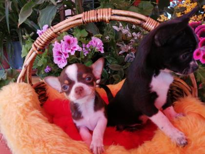 Süße Chihuahua-Welpen