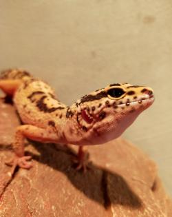 Männlicher Leopardengecko sucht ein neues Zuhause