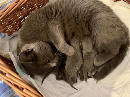 Chartreux / Kartäuser Kätzchen