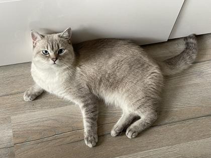 BKH Deckkater mit Stammbaum