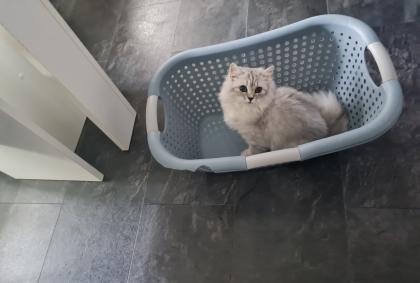 Britisch langhaar kater 9 monate jung