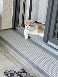 Scottish Fold Kater