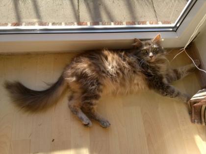 Süße liebe Maine Coon Dame