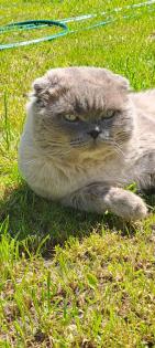Scottish Straight Kitten