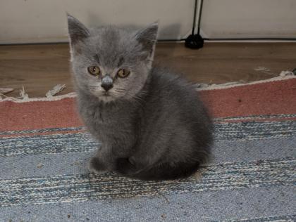 Reinrassige süße Britisch-Kurzhaar Kitten warten auf Dich