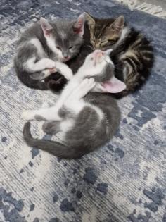 Katzen junges rasse bombay und mischling