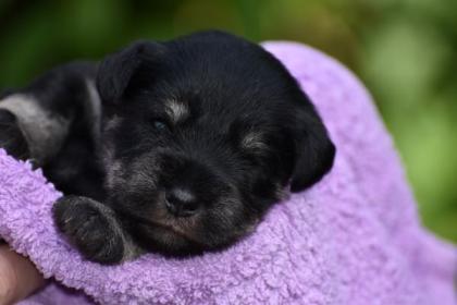 Zwergschnauzer Welpen mit Papieren