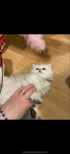 Wunderschöne Britisch Langhaar Katzen