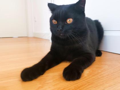 Kater BKH - schwarz/dunkelbraun - 7 Monate alt