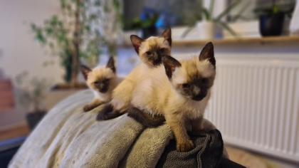 Siam Seal-Point Kitten