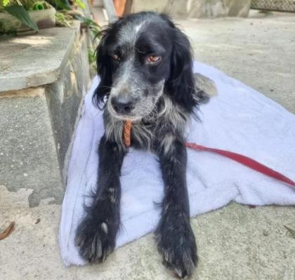 Nilo sucht ein passendes Zuhause