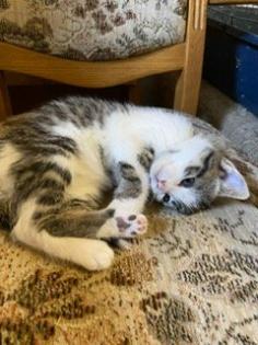 Süße Bauernhofkitten zu verkaufen