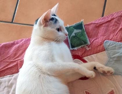 SCHNEEWITTCHEN - europäische Kurzhaar - 1 Jahr - Tierhilfe-Franken e. V.