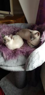 Siam / Thai Kitten Blue Point Babys Kätzchen. 1 Junge. Abgabebereit.