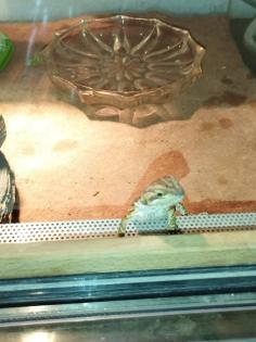 Bartagame Babys brauchen schnell ein neues Zuhause