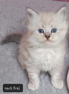 BKH Kitten ab 01. 07 2023