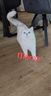 Süße BKH kitten ns 1133 mit Blauen augen