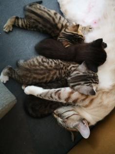 Kitten Katzenbabys Edelmix